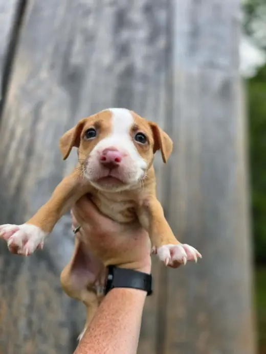 SR Puppy 12/21