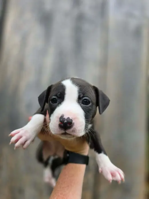 SR Puppy 3/21