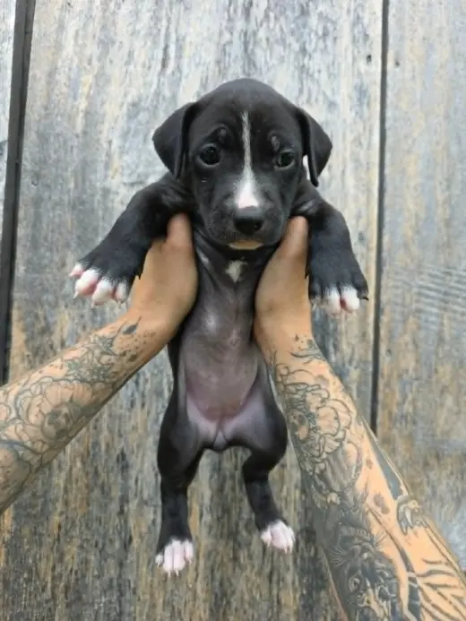 SR Puppy 2/21