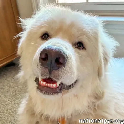 LaZboy in GA - Goofy & Lovable!