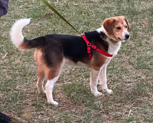 Cocoa - Not at shelter