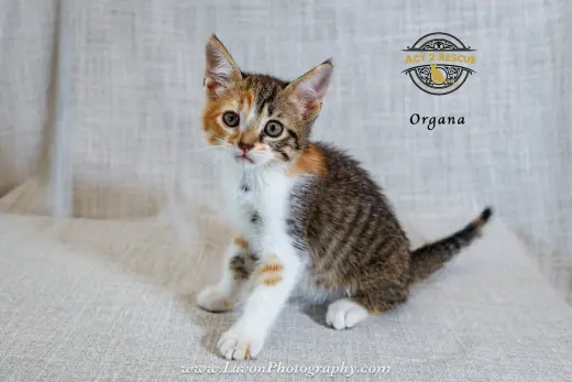 Organa