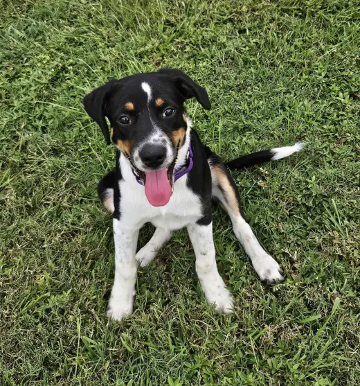 Haven- too cute to handle