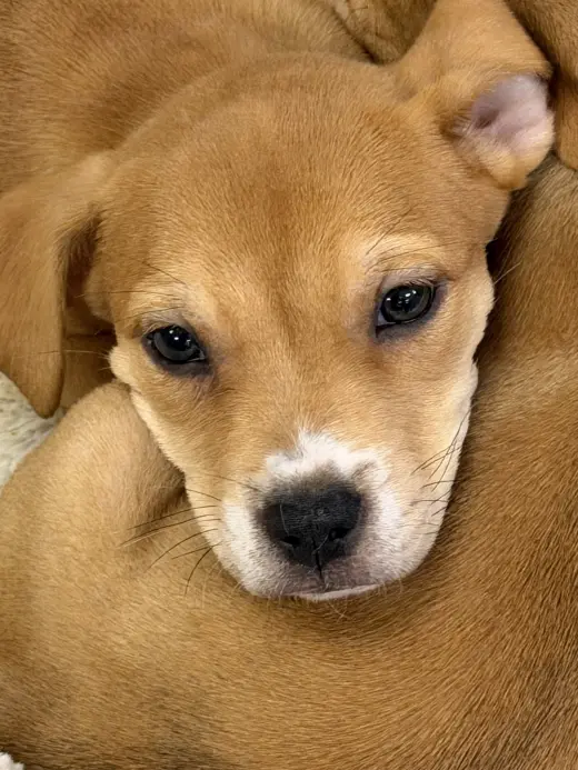 Sabine