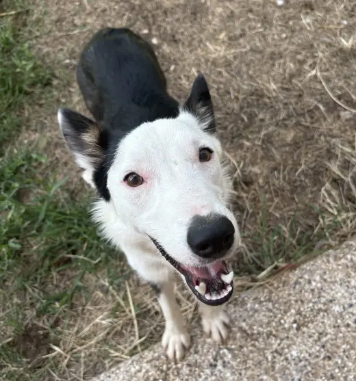 Kip (a courtesy listing in Austin TX)