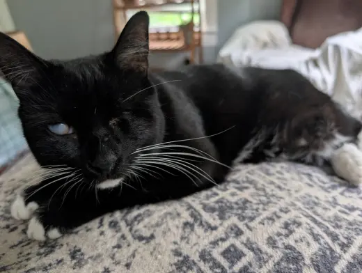 Eartha Kitty