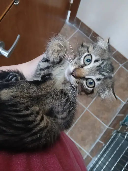 Female Kittens