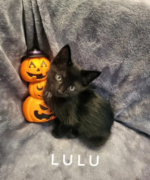 LuLu (Available 9/25/26)