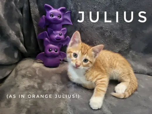 Julius (Available 9/25/26)