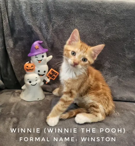 Winston (Available 9/25/26)