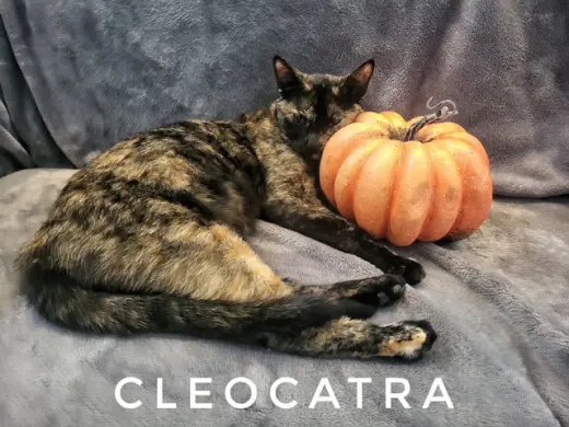 Cleocatra (Available date: TBD)