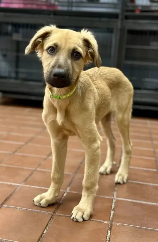 Max