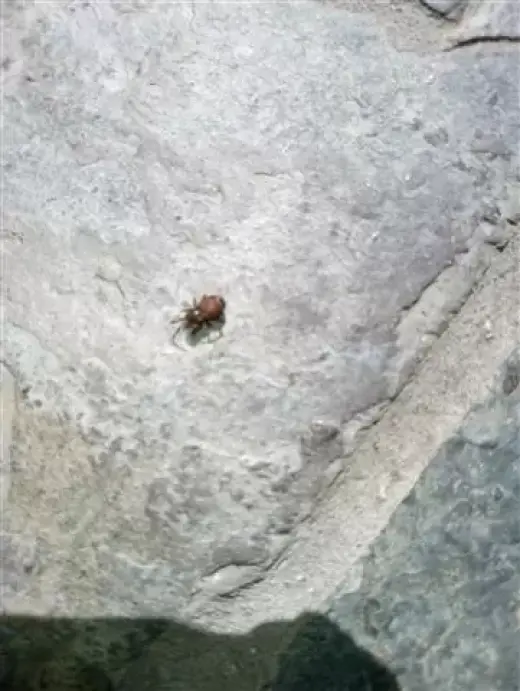 Wenceslao pest control