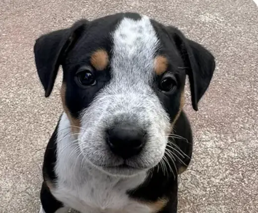Biscuit