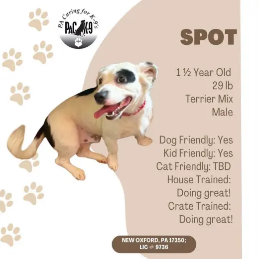 Spot