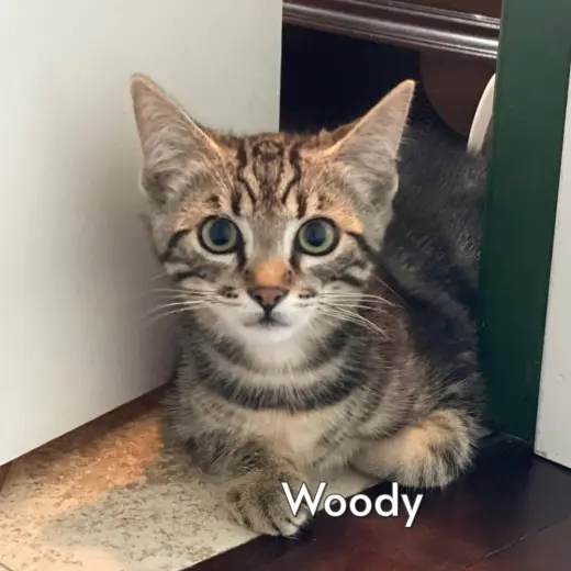 Woody (Courtesy Posting)