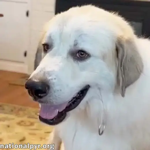 Bear in SC - A Jolly, Goofy Boy!