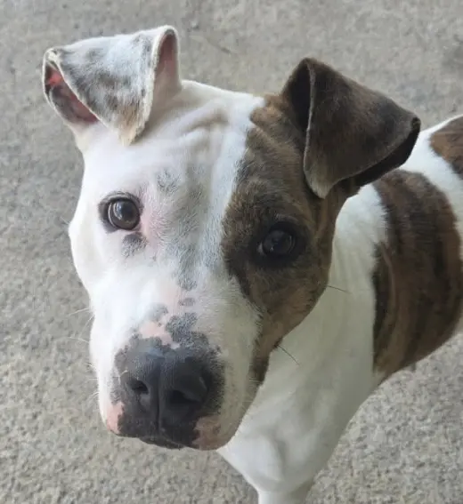 Fiona