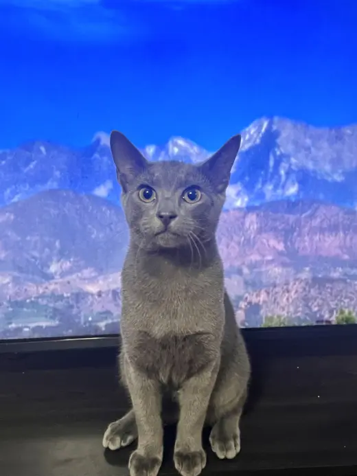 Kermit (Available for pre-adoption)