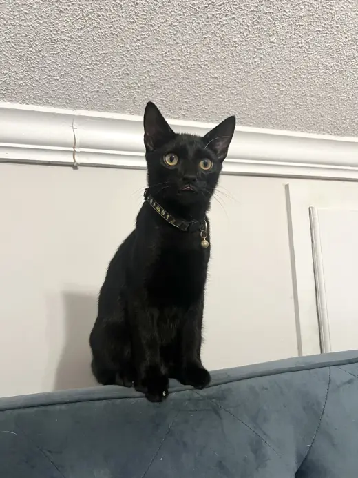Gonzo (Available for pre-adoption)