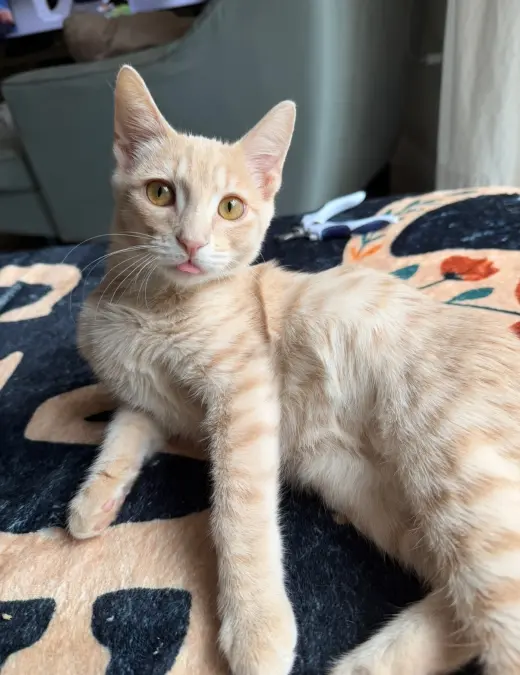 Spritz aka Nelson