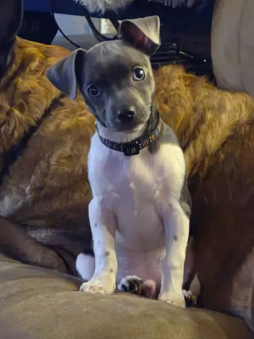 Diesel