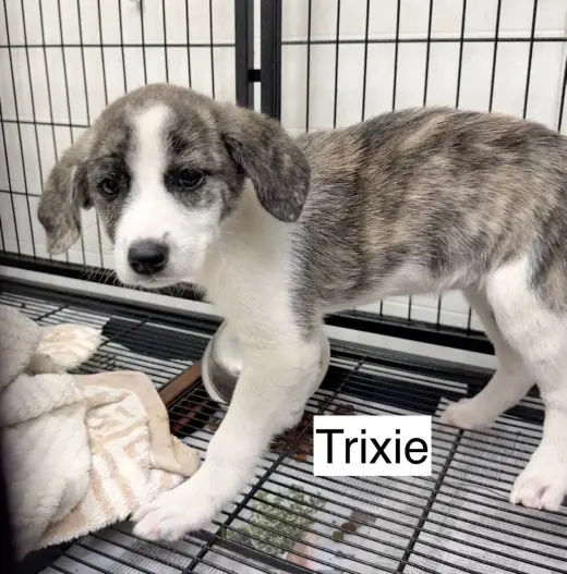Trixie
