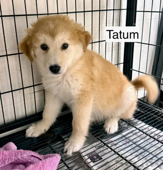 Tatum