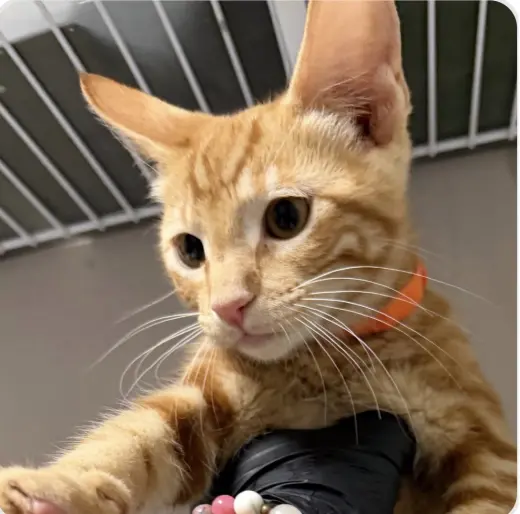 Sir Whiskers