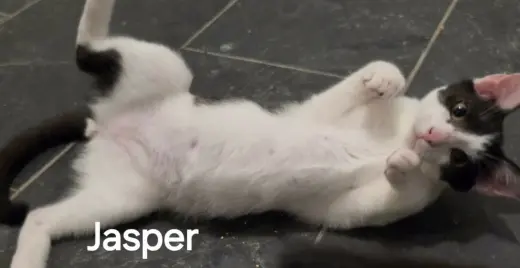 Jasper