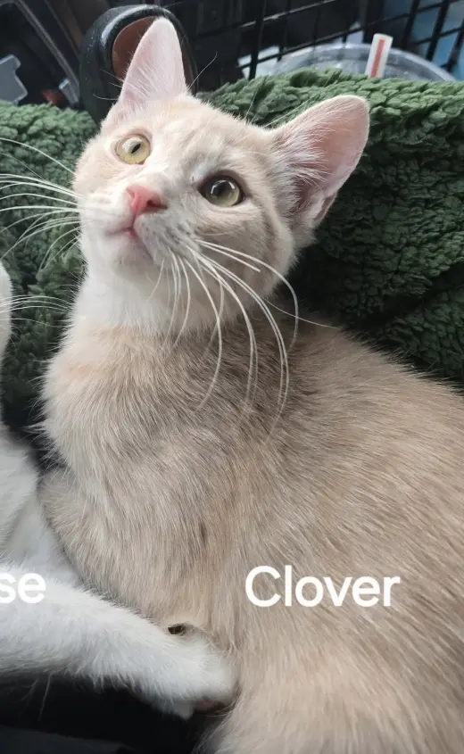 Clover