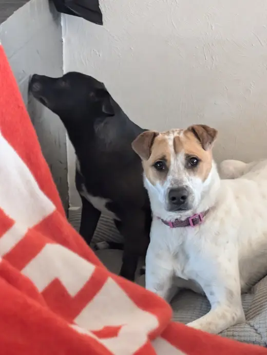 Heidi