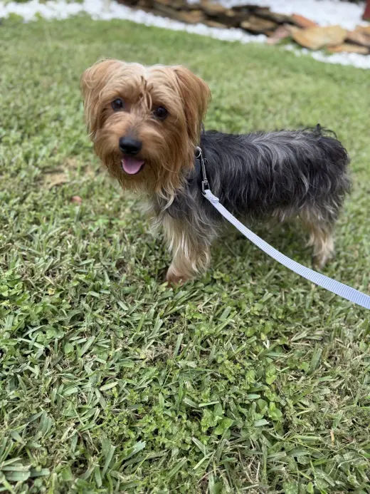 Bentley*