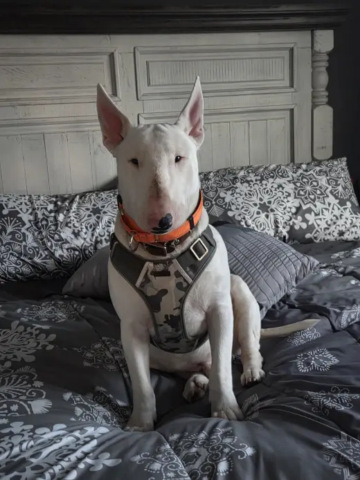 Bocephus
