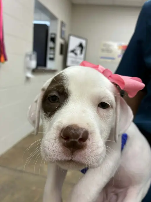 Puppy B (NY-Emily)