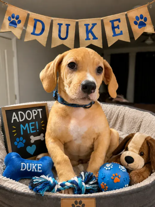 Duke