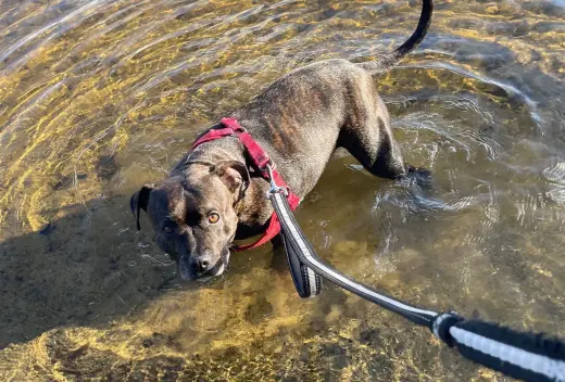 Shasta- Pocket Princess! LOVES WATER