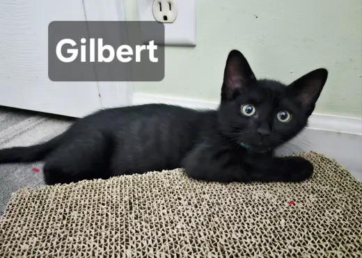 Gilbert