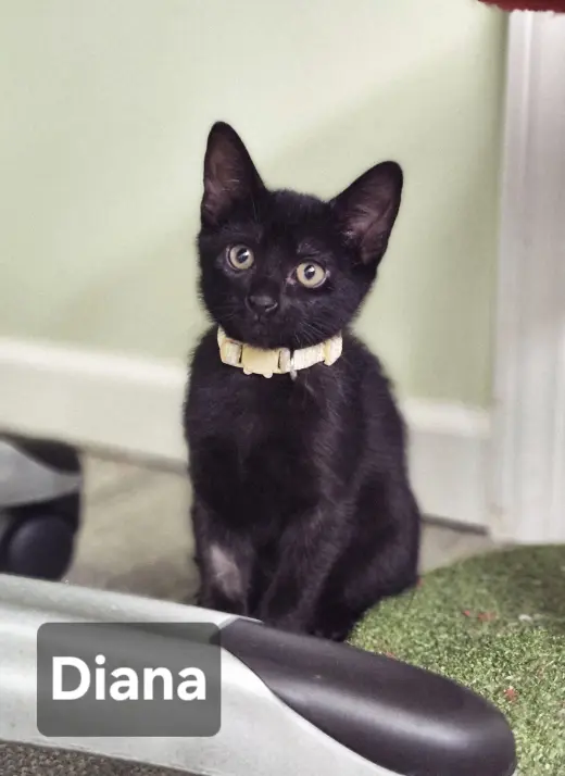 Diana