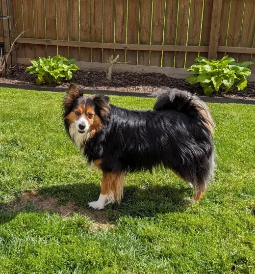 Chippy Special Needs