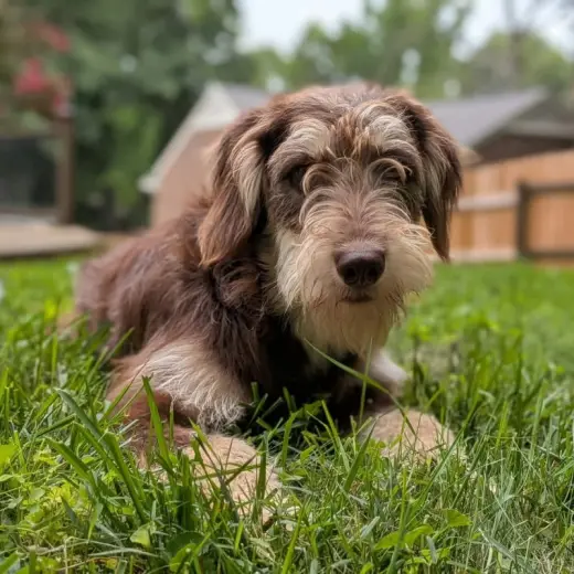 Breeze * Adoption Pending*