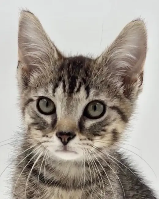 Kitten Brian