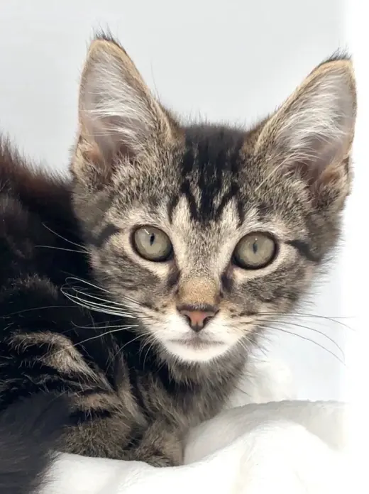Kitten Nick