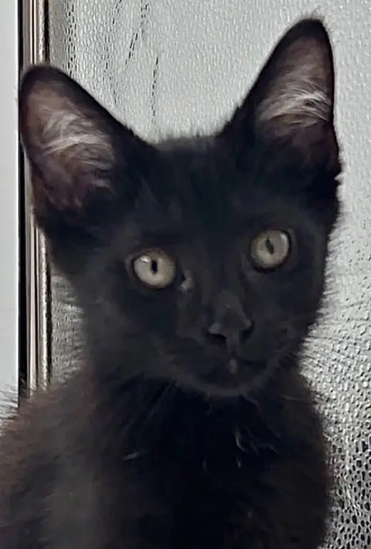 Kitten Howie