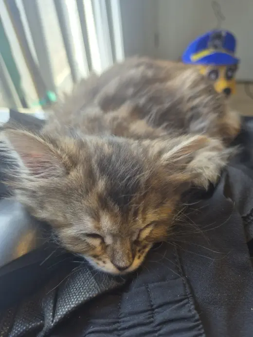 Tiger (bonded w/ Lion)