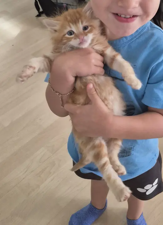 Lion (bonded w/ Tiger)