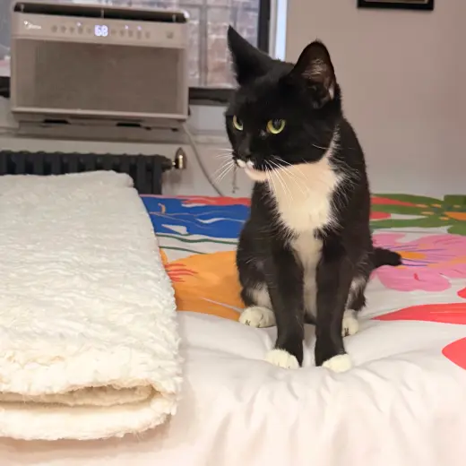 Marshmallow