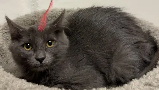 Sparks (bonded to Meadow)