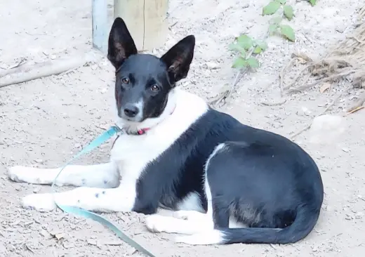 Nova
