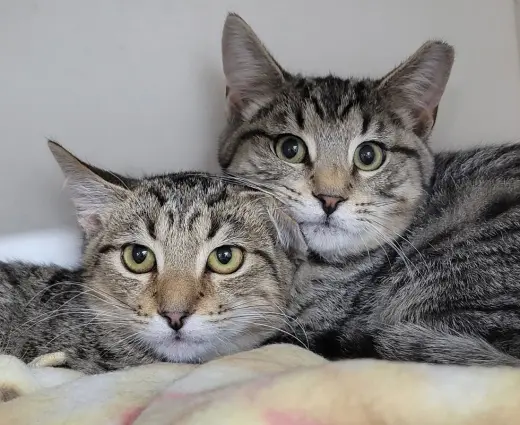 Kitten Brothers Raab and Dico